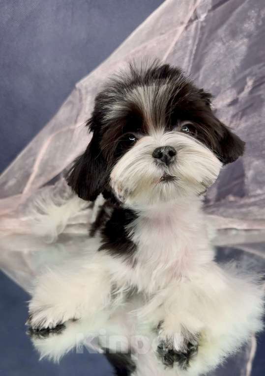 Собаки в Москве: Мальтипушка- девочка минюшка. Девочка, Бесплатно - фото 2