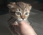Кошки в Лобне: Котёнок Девочка, 5 500 руб. - фото 3