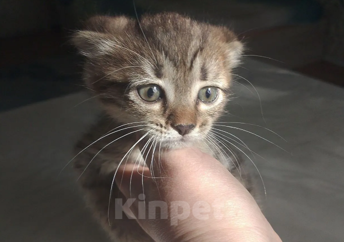 Кошки в Лобне: Котёнок Девочка, 5 500 руб. - фото 3