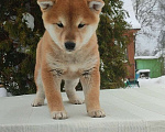 Собаки в Санкт-Петербурге: Сиба девочка Мальчик, 80 000 руб. - фото 2