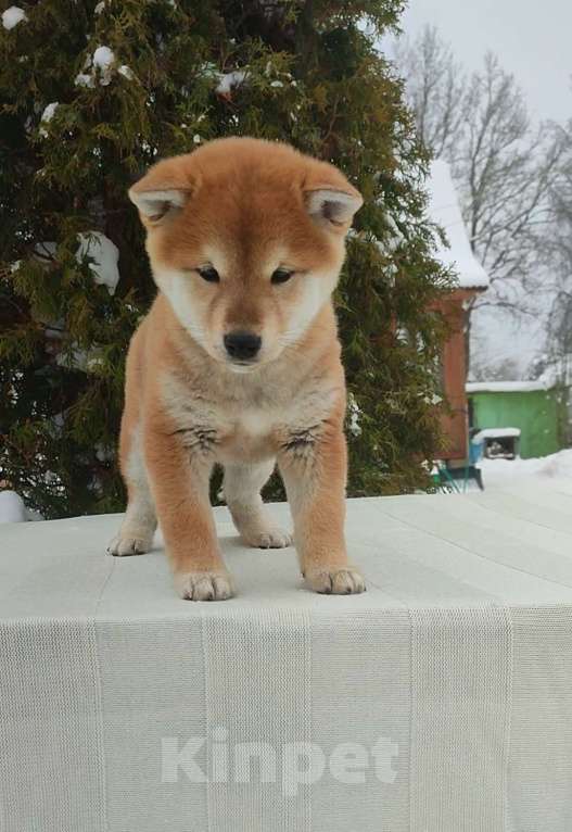 Собаки в Санкт-Петербурге: Сиба девочка Мальчик, 80 000 руб. - фото 2
