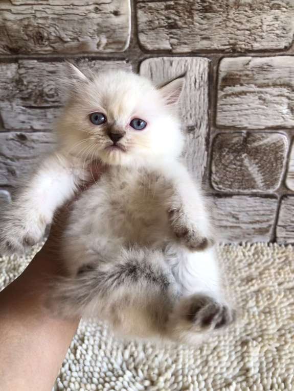 Кошки в Москве: продаются шотландские котята Девочка, 20 000 руб. - фото 8