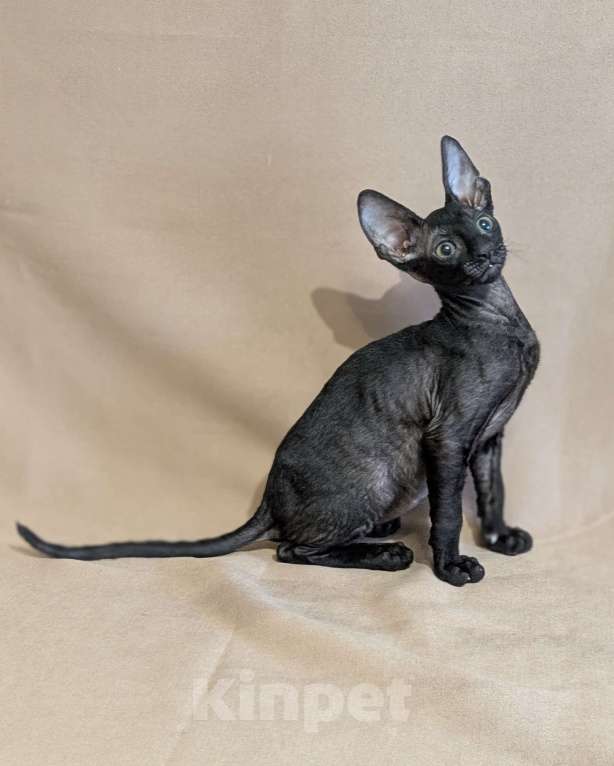 Кошки в Санкт-Петербурге: Корниш-рекс котенок Мальчик, 60 000 руб. - фото 2