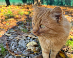Кошки в Волоколамске: Котик ищет себе нового друга Мальчик, Бесплатно - фото 1