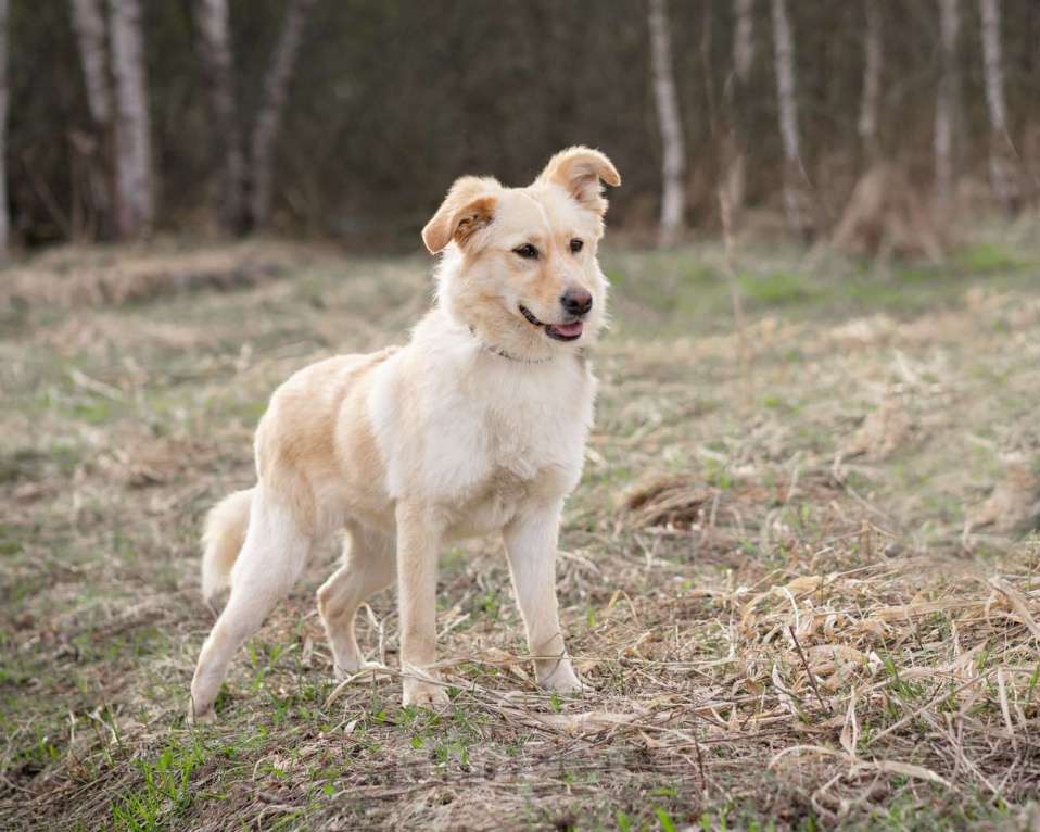 Собаки в Москве: Маленькая собачка, приучена к квартире Девочка, Бесплатно - фото 9