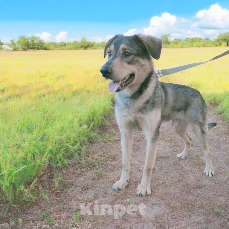 Собаки в Москве: пес Тайсон в добрые руки Мальчик, Бесплатно - фото 2