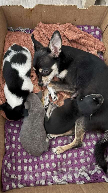 Собаки в Воронеже: Дизайнерские щенки той-терьера Девочка, 7 000 руб. - фото 3