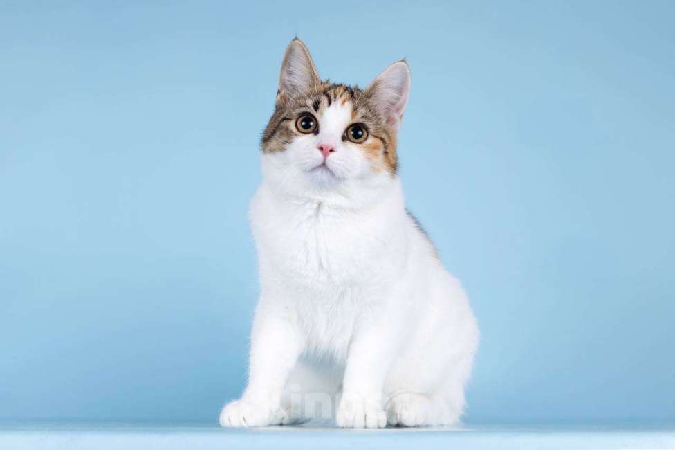 Кошки в Москве: Для котёнка-подростка Ники ищем самые добрые руки.  Девочка, Бесплатно - фото 2