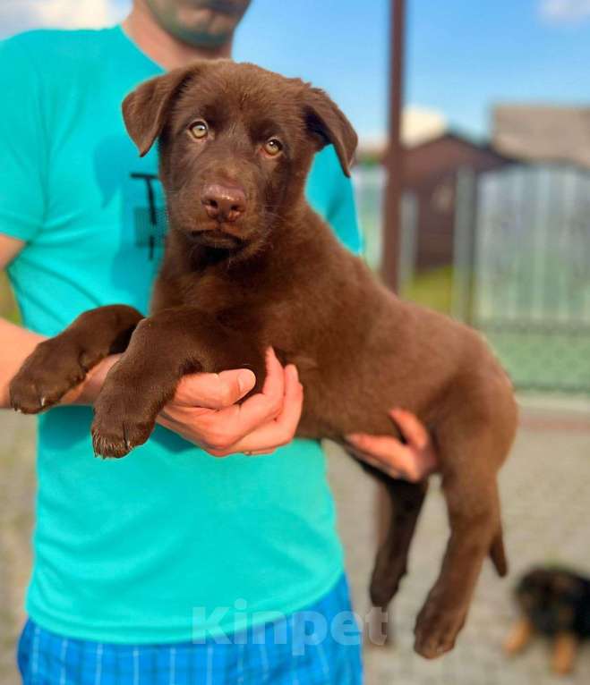 Собаки в Тосно: Щенки немецкой овчарки  Девочка, 35 000 руб. - фото 4