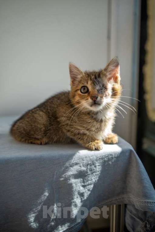 Кошки в Москве: Самые ласковые котята, которым больше всех нужен дом Девочка, 1 руб. - фото 5