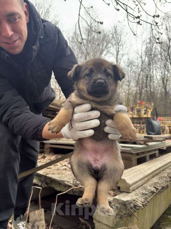 Собаки в Москве: Щенки в добрые руки Мальчик, Бесплатно - фото 7