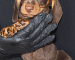 Собаки в Москве: Такса миниатюрная- шоколадный  щенок Мальчик, 40 000 руб. - фото 7