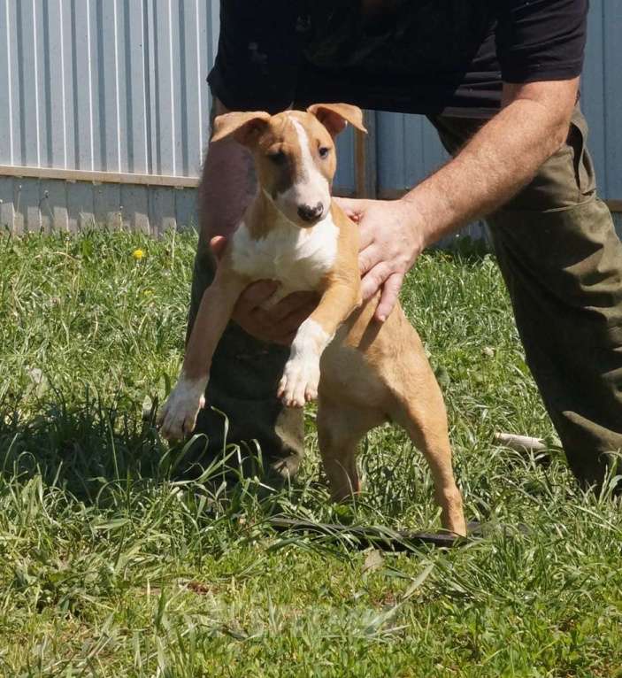 Собаки в Пушкино: крупная девочка стандартного бультерьера (Оззи) Девочка, 50 000 руб. - фото 3