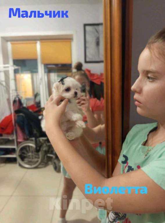 Собаки в Липецке: Мальтийская болонка щенки микро  Девочка, 10 руб. - фото 4