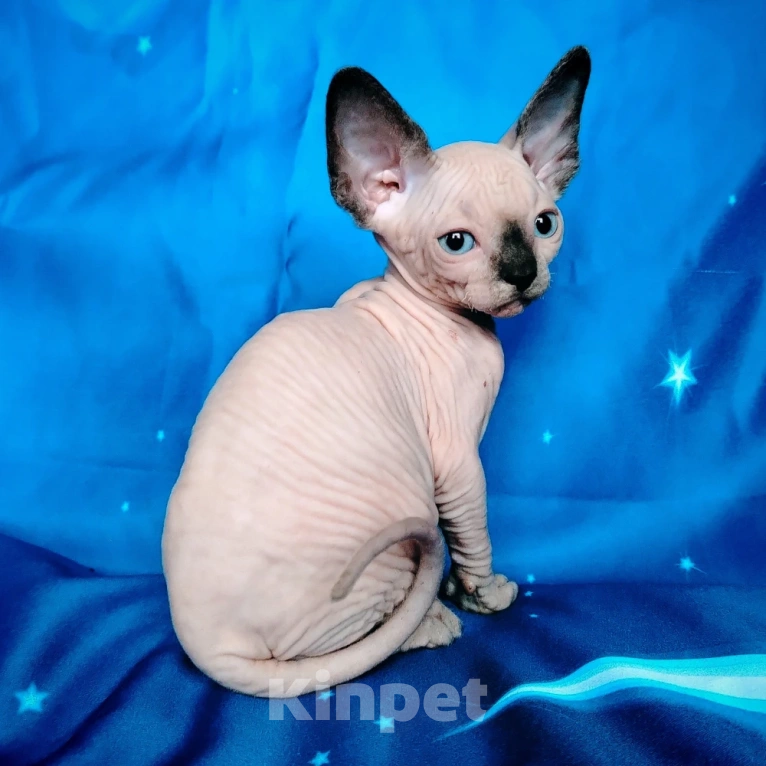 Кошки в Королеве: Грациозная кошечка из питомника Девочка, 60 000 руб. - фото 2