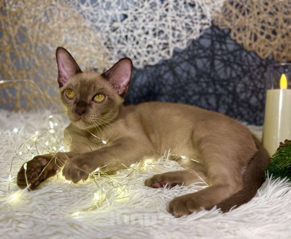 Кошки в Москве: Бурманский котенок мальчик Мальчик, 80 000 руб. - фото 4