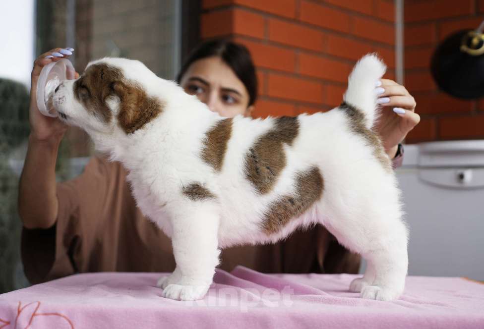 Собаки в Казани: Щенки САО Девочка, 50 000 руб. - фото 3