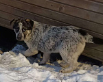 Собаки в Санкт-Петербурге: Красивые щенки 5 мес с доставкой Девочка, Бесплатно - фото 2