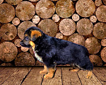Собаки в Иркутске: Щенки немецкой овчарки РКФ Мальчик, 60 000 руб. - фото 2