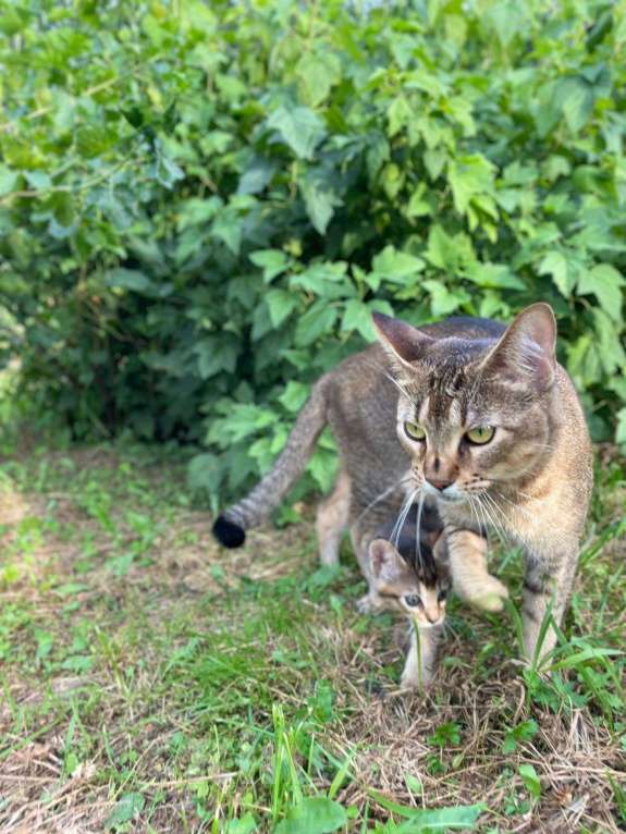 Кошки в Санкт-Петербурге: Котята Чаузи Ф-3 Девочка, 30 000 руб. - фото 3