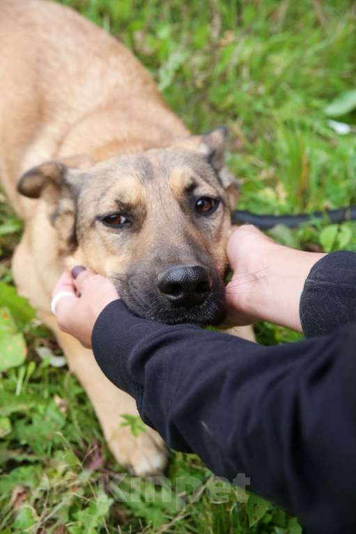 Собаки в Москве: Яся Девочка, Бесплатно - фото 15