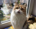 Кошки в Москве: Кошечка хайленд страйт, 2 000 руб. - фото 1