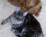 Кошки в Тобольске: ВЯЗКА Мальчик, 5 000 руб. - фото 2