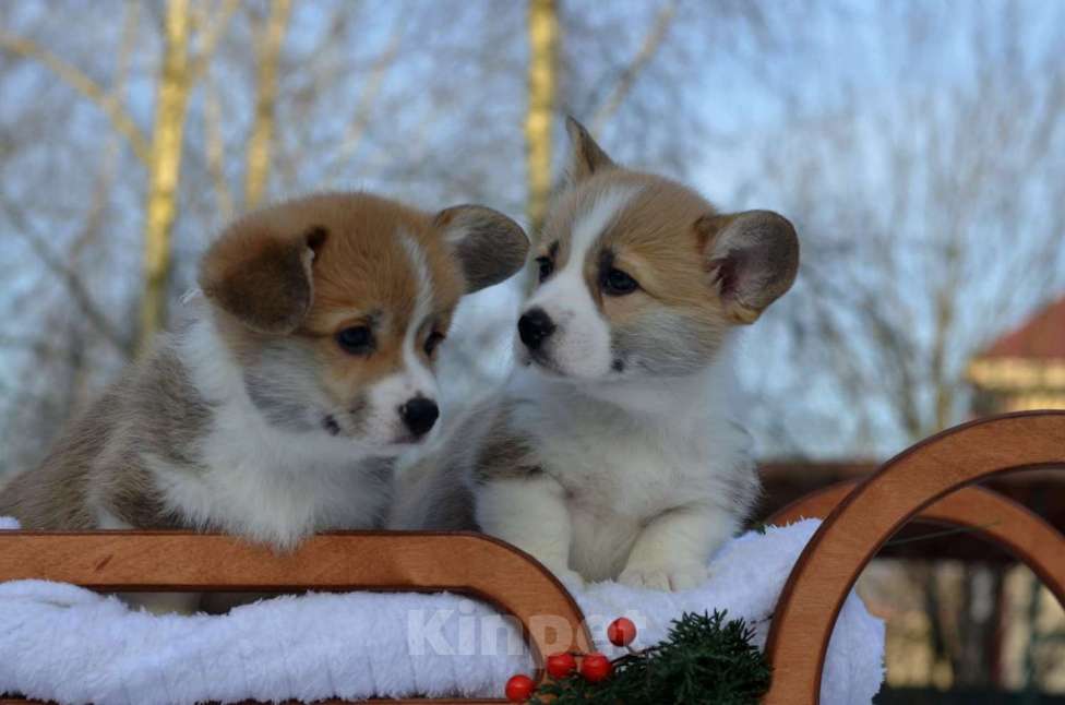 Собаки в Хотьково: Шикарные щенки Вельш Корги Пемброка Мальчик, Бесплатно - фото 2