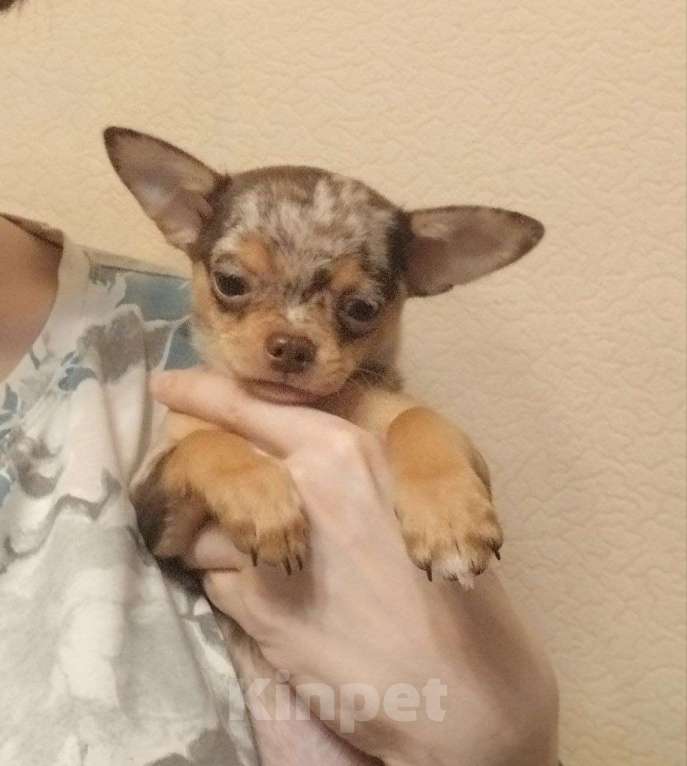 Собаки в Клине: Пиксель Мальчик, 35 000 руб. - фото 1