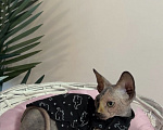 Кошки в Липецке: Котенок канадский сфинкс девочка Девочка, 20 000 руб. - фото 4