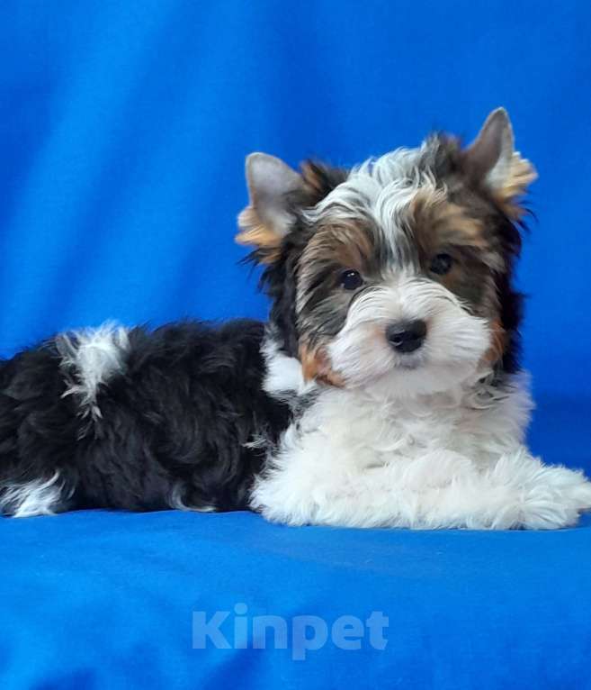 Собаки в Москве: Мальчик среднего формата Мальчик, 40 000 руб. - фото 8