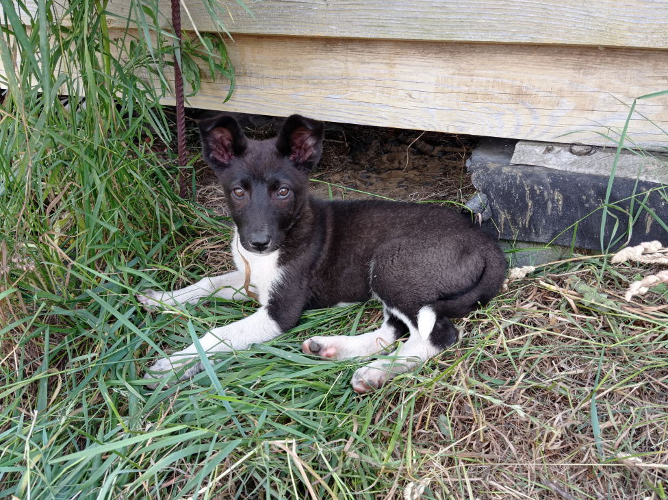 Собаки в Орле: Щенок девочка 3месяца в добрые руки отдам бесплатно. Девочка, 5 руб. - фото 4