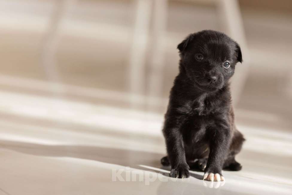 Собаки в Москве: Мишутка ждет маму Мальчик, Бесплатно - фото 2