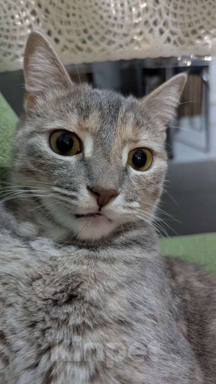 Кошки в Курганинске: Пропала кошка в г.Курганинск Девочка, 1 000 руб. - фото 10