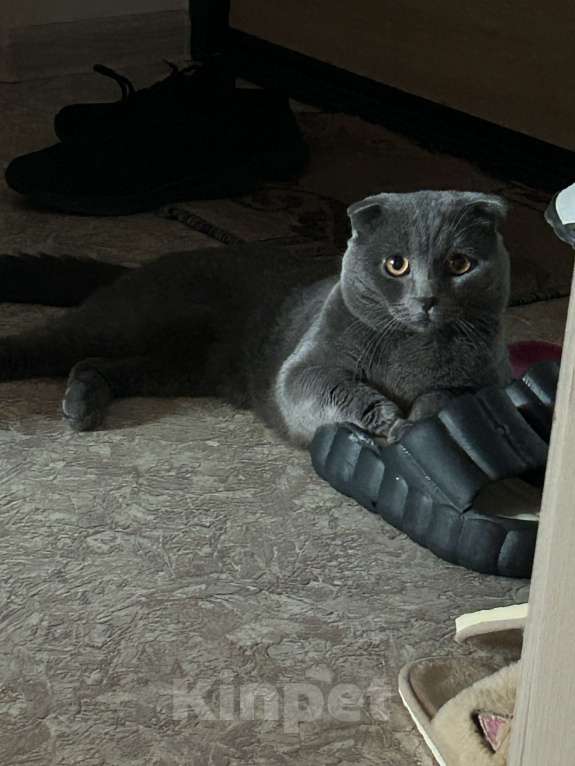 Кошки в Красноярске: Пропал кот  Мальчик, Бесплатно - фото 3