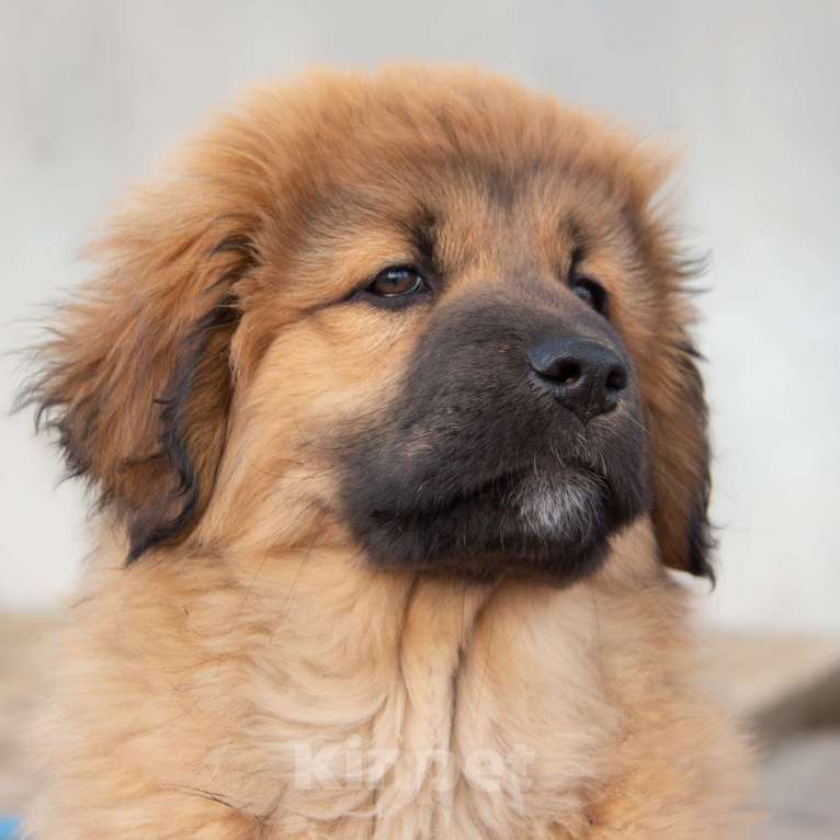 Собаки в Москве: Щенок Монгольского Банхара Мальчик, Бесплатно - фото 1
