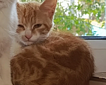 Кошки в Калуге: Котенок Девочка, Бесплатно - фото 3