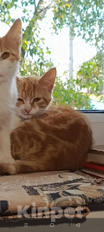 Кошки в Калуге: Котенок Девочка, Бесплатно - фото 3