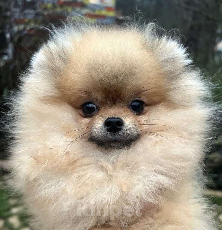 Собаки в других городах Московской области: Померанский шпиц для дома и семьи Мальчик, Бесплатно - фото 1