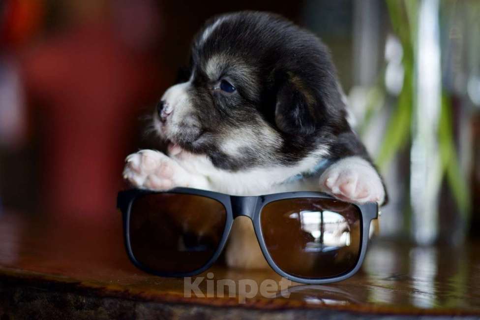 Собаки в Белокурихе: Щенки Вельш Корги Пемброк Девочка, 60 000 руб. - фото 5