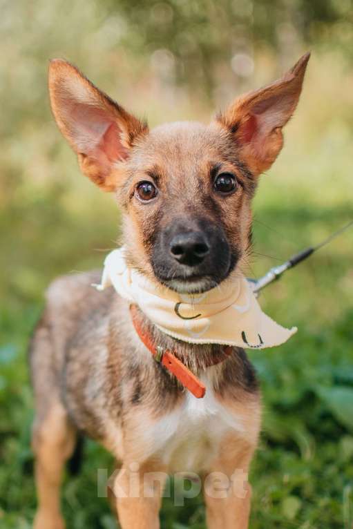 Собаки в Москве: Идеальный щенок. Мелкаш Терри в добрые руки Мальчик, Бесплатно - фото 2