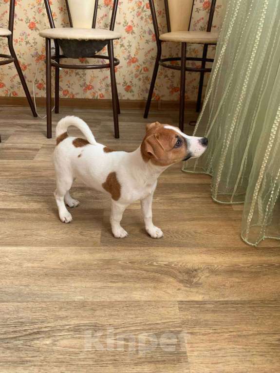 Собаки в Москве: Джек рассел терьер щенок девочка Девочка, 55 000 руб. - фото 6