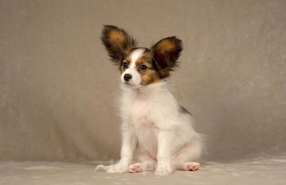 Собаки в Москве: Щенок Папийона (папильона) пит-к РКФ Мальчик, 80 000 руб. - фото 3