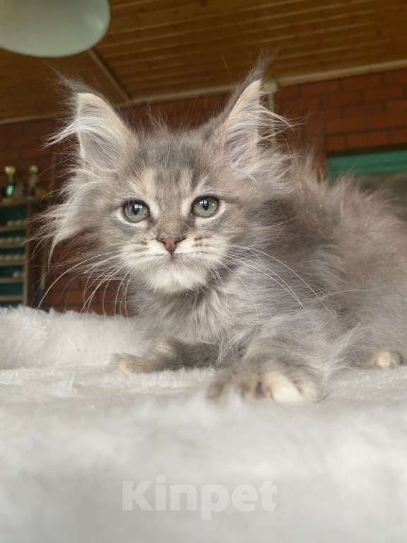 Кошки в других городах Московской области: Мейн-кун девочка Девочка, 60 000 руб. - фото 2