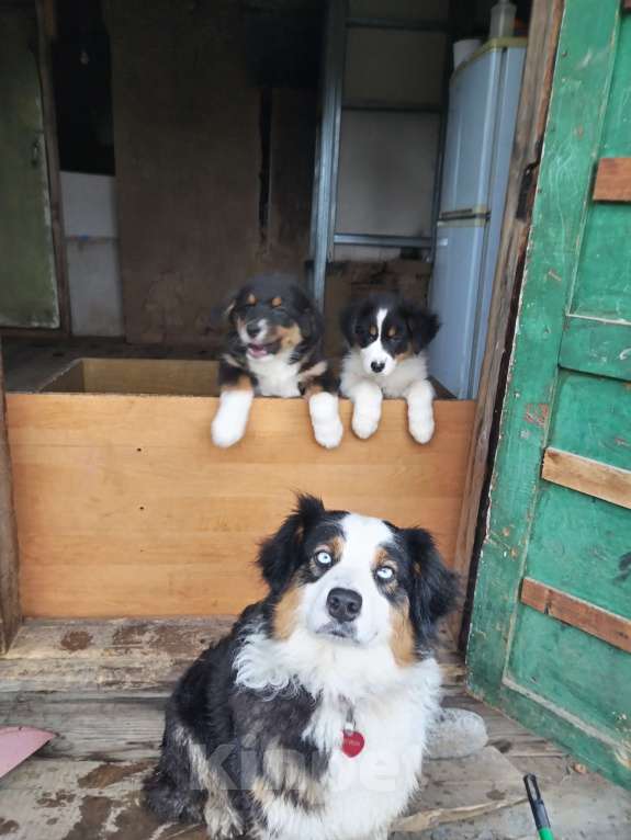 Собаки в Бикине: Очеровательная малышка  Девочка, 50 000 руб. - фото 4