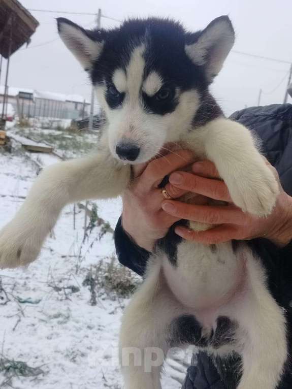 Собаки в Высоковске: Продаются щенки Хаски . Родились 19 сентября. Кушают самостоятельно Мальчик, 10 000 руб. - фото 2