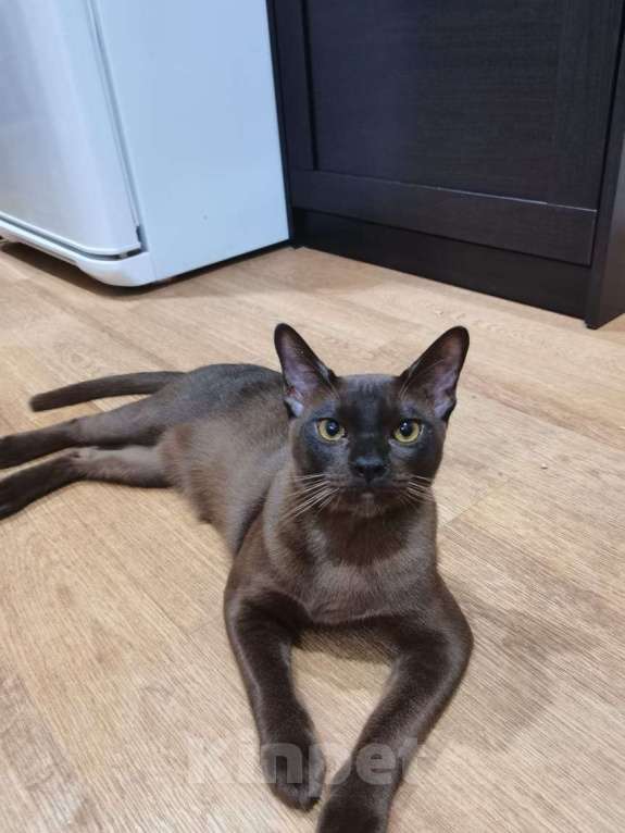 Кошки в Энгельс: Вязка бурманский кот  Мальчик, 15 000 руб. - фото 2