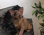Кошки в Москве: Бурма котёнок LUX Мальчик, 70 000 руб. - фото 6