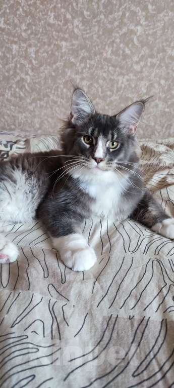 Кошки в других городах Московской области: Котенок мейн кун.  Мальчик, 45 000 руб. - фото 8