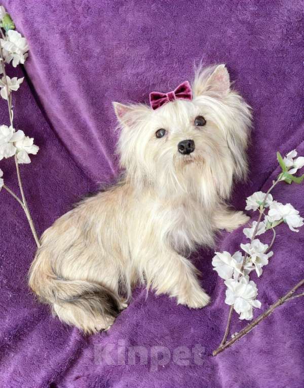 Собаки в Москве: Золотой йорк мини девочка подрощенная Девочка, 80 000 руб. - фото 10